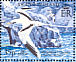White-tailed Tropicbird Phaethon lepturus  2005 BirdLife International Sheet