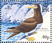 Brown Booby Sula leucogaster  2005 BirdLife International Sheet
