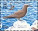 Brown Noddy Anous stolidus