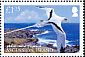 White-tailed Tropicbird Phaethon lepturus