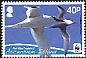 Red-billed Tropicbird Phaethon aethereus  2011 WWF 