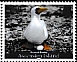 Masked Booby Sula dactylatra
