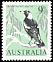Australian Magpie Gymnorhina tibicen  1964 Birds 