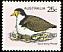 Masked Lapwing Vanellus miles  1978 Australian birds 