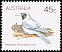 Masked Woodswallow Artamus personatus  1983 Australian birds 