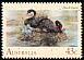 Black Swan Cygnus atratus  1991 Birds 