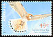 Nankeen Kestrel Falco cenchroides  2001 Birds of prey 
