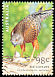 Red Goshawk Erythrotriorchis radiatus  2001 Birds of prey 