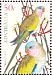 Princess Parrot Polytelis alexandrae  2005 Australian parrots Strip