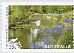 Australasian Swamphen Porphyrio melanotus