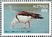 Radjah Shelduck Radjah radjah  2013 Australian birds on stamps Prestige booklet, pane 2