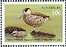 Pink-eared Duck Malacorhynchus membranaceus  2013 Australian birds on stamps Prestige booklet, pane 2