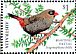 Beautiful Firetail Stagonopleura bella  2018 2018 Collection, Finches of Australia Sheet