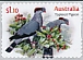 Topknot Pigeon Lopholaimus antarcticus  2021 Pigeons and doves sa