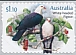 White-headed Pigeon Columba leucomela  2021 Pigeons and doves sa