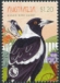 Australian Magpie Gymnorhina tibicen  2023 Aussie bird count 