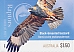 Grey Falcon Falco hypoleucos
