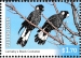 Carnaby's Black Cockatoo Zanda latirostris