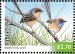Mallee Emu-wren Stipiturus mallee
