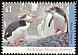 Royal Penguin Eudyptes schlegeli  1993 Antarctic wildlife 