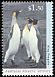 King Penguin Aptenodytes patagonicus