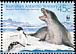 Adelie Penguin Pygoscelis adeliae