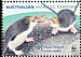 Royal Penguin Eudyptes schlegeli  2007 WWF 