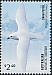 Snow Petrel Pagodroma nivea