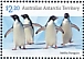 Adelie Penguin Pygoscelis adeliae