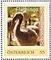 Greater Flamingo Phoenicopterus roseus