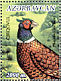 Common Pheasant Phasianus colchicus