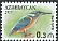 Common Kingfisher Alcedo atthis  2013 Birds 