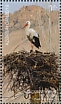 White Stork Ciconia ciconia