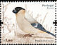 Azores Bullfinch Pyrrhula murina