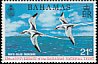 White-tailed Tropicbird Phaethon lepturus