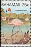 American Flamingo Phoenicopterus ruber