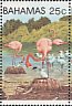 American Flamingo Phoenicopterus ruber  1982 Flamingo 