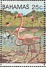 American Flamingo Phoenicopterus ruber  1982 Flamingo 