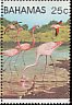 American Flamingo Phoenicopterus ruber  1982 Flamingo 