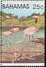 American Flamingo Phoenicopterus ruber