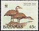 West Indian Whistling Duck Dendrocygna arborea