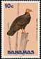 Turkey Vulture Cathartes aura  1991 Birds 