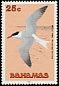 Royal Tern Thalasseus maximus  1991 Birds 