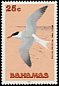 Royal Tern Thalasseus maximus