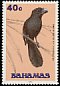 Smooth-billed Ani Crotophaga ani  1991 Birds 