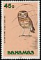 Burrowing Owl Athene cunicularia  1991 Birds 