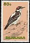 Hairy Woodpecker Leuconotopicus villosus  1991 Birds 