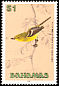 Thick-billed Vireo Vireo crassirostris  1991 Birds 
