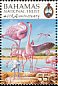 American Flamingo Phoenicopterus ruber