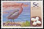 Reddish Egret Egretta rufescens  2001 Birds and eggs 